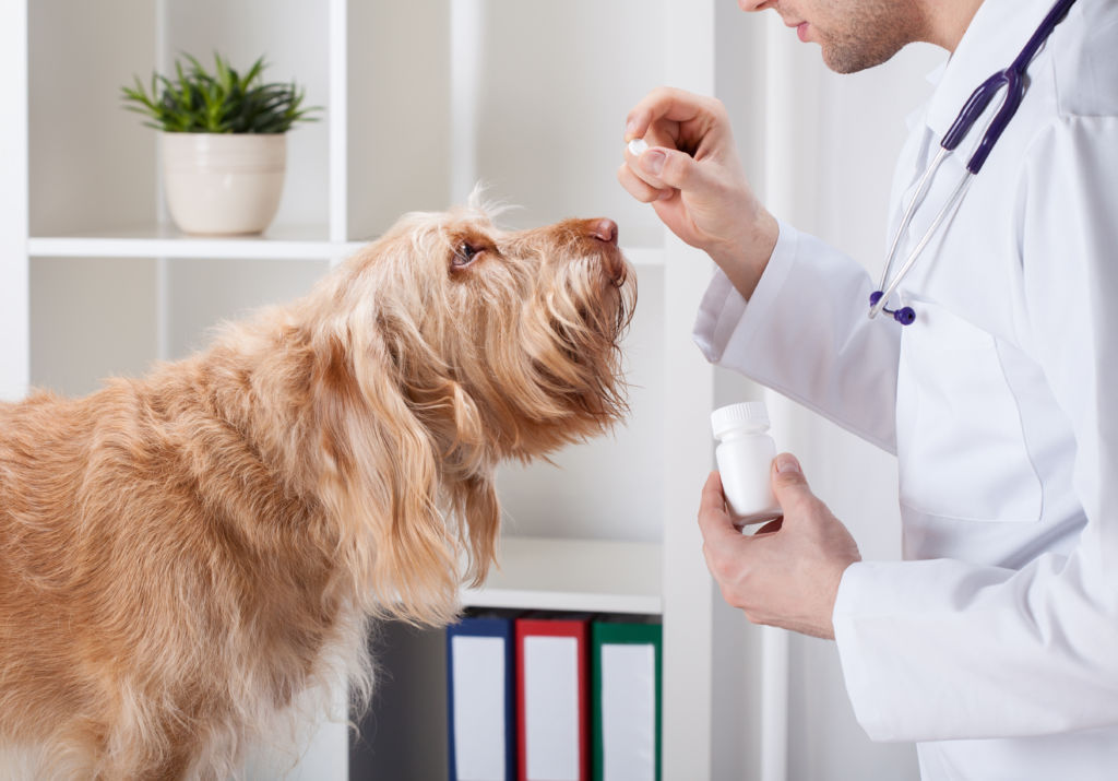 Помощь в лечении домашних животных