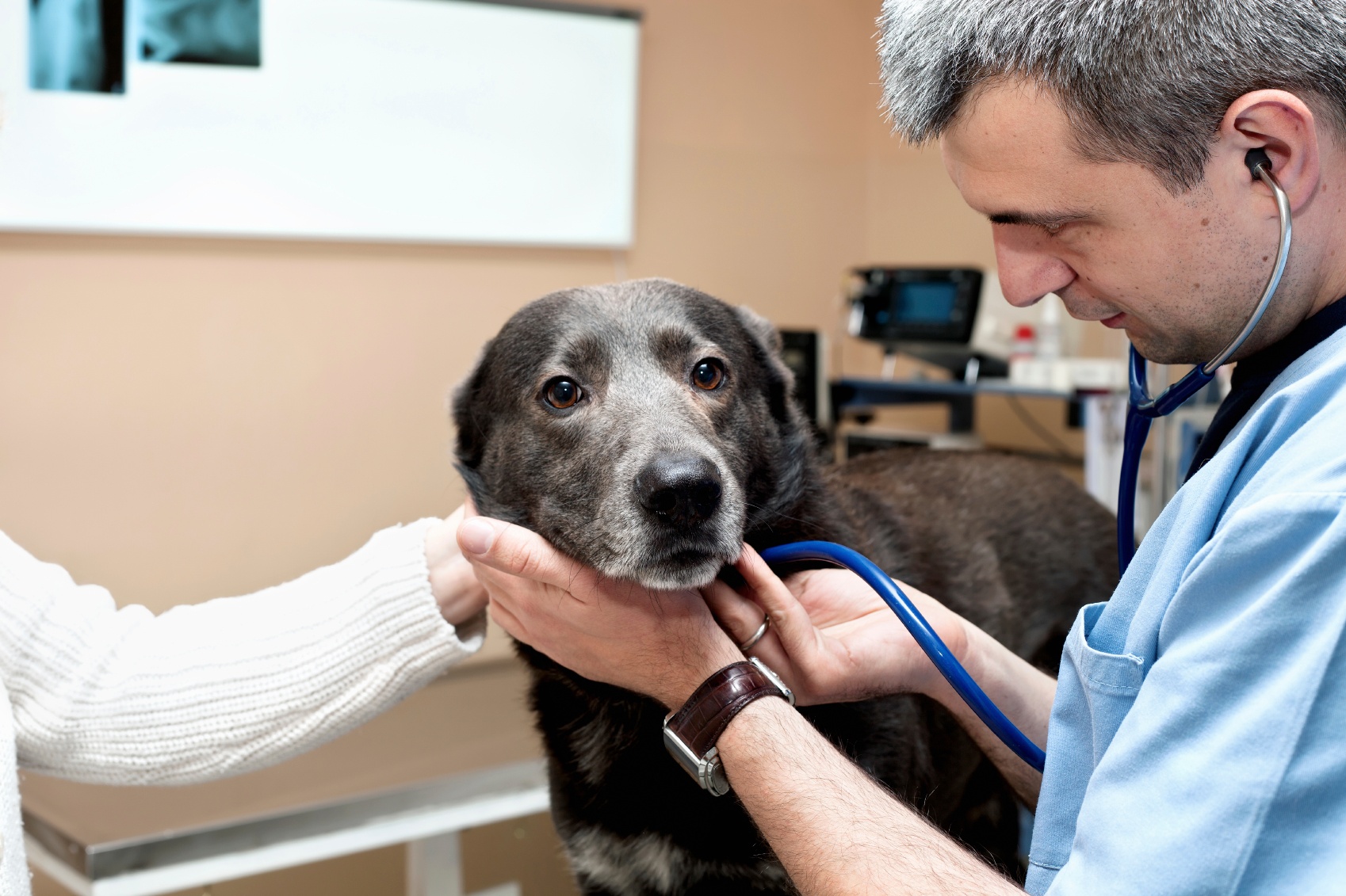 стерилизация и кастрация собак на дому по предварительной заявке