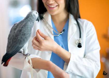 помощь в лечении диких и декоративных видов птиц