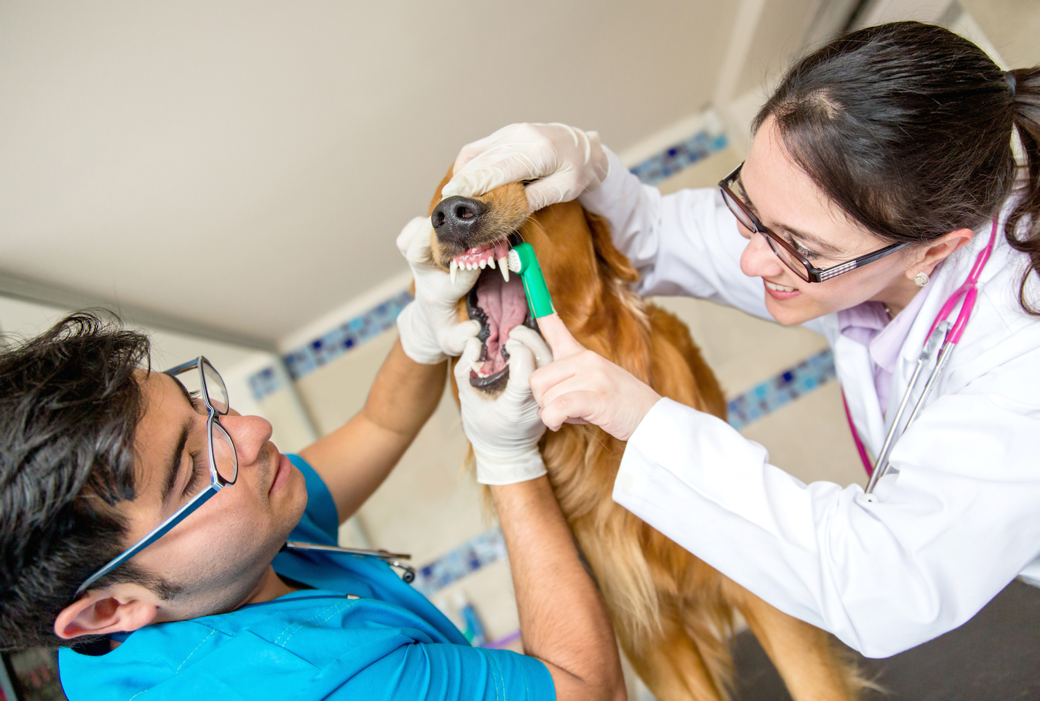Стоматологическая помощь домашним животным